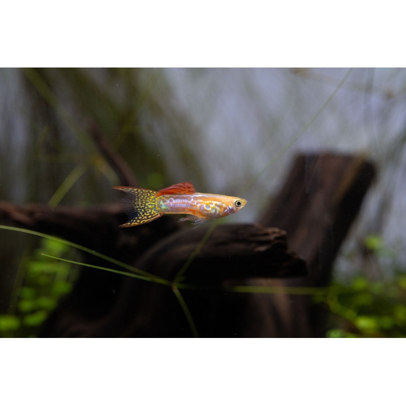 Lace Double Sword Guppies Single Male