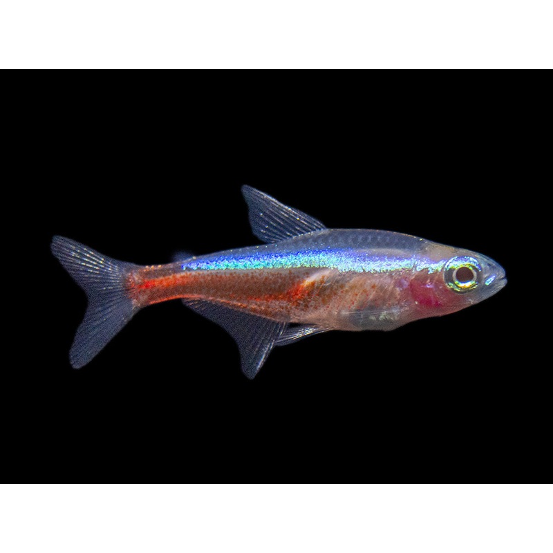 Albino Cardinal Tetra (Paracheirodon axelrodi), Tank-Bred School of 3