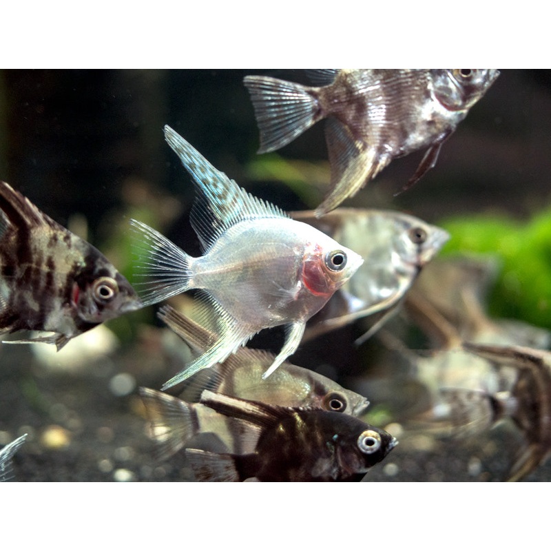 Assorted Angelfish (Pterophyllum scalare) – Tank-Bred! 1 Fish