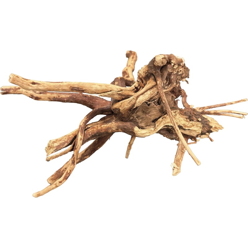 BioArt Spider Wood – 10-15cm