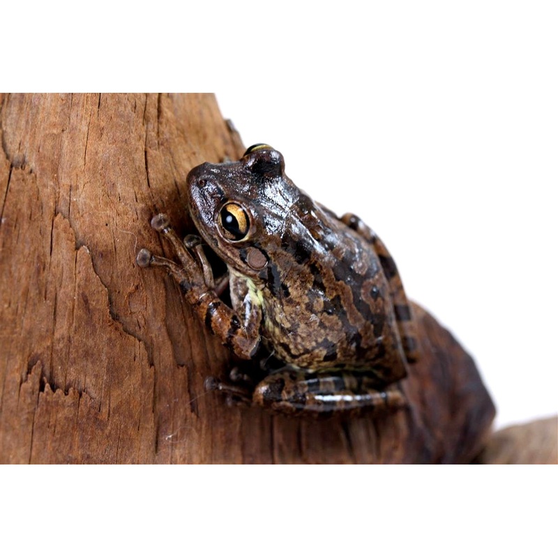 Cuban Frog