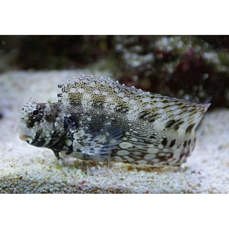 Lawnmower Blenny XL