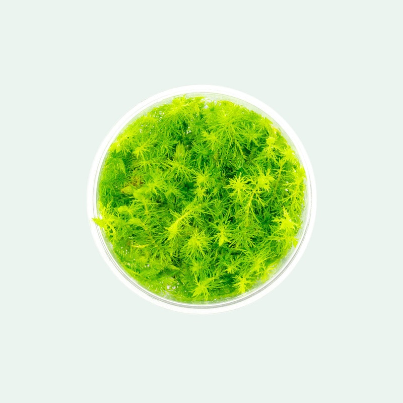 Myriophyllum Elatinoides ‘Mini’