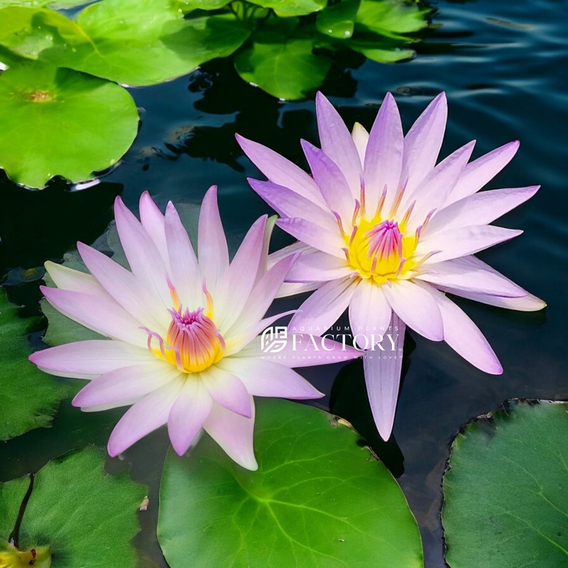Nymphaea Casey Lee Slocum | Purple Tropical Water Lily Young Sprouted Tuber
