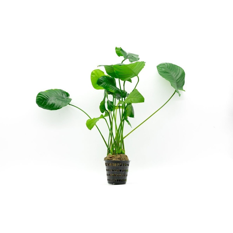 Anubias Barteri Wrinkle Leaf Mother Pot Mother Pot