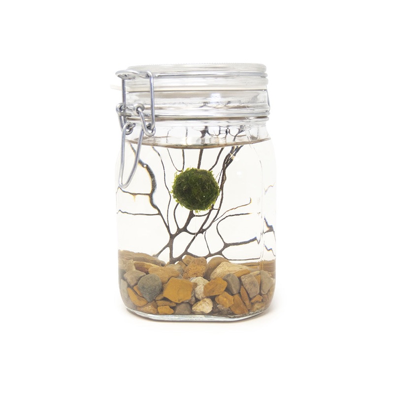 Aquatic Arts Desktop Terrarium With a Floating Java Moss Ball