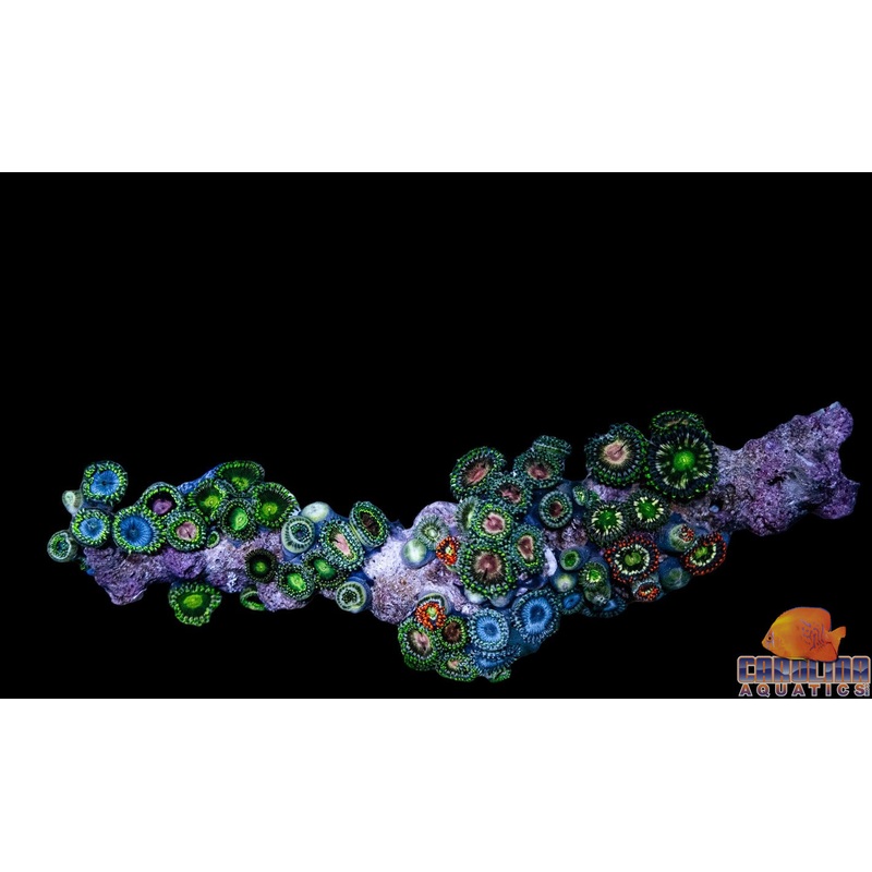 Australian – Zoanthid Darwin Sm