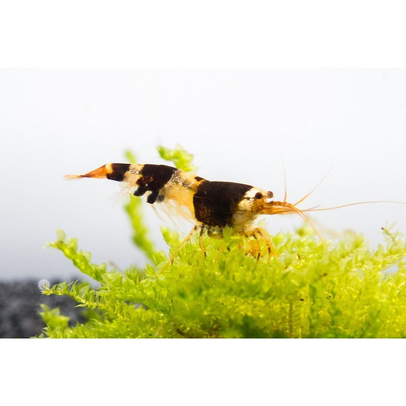 Crystal Black Shrimp (S-SS Grade) 10 Shrimp