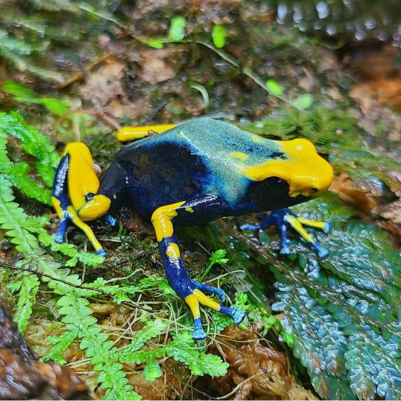Dendrobates tinctorius “Tumucumaque – Peacock” Tadpole Single Tadpole
