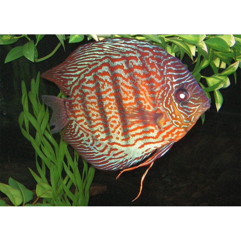 Discus Turquoise Blue 7-8cm