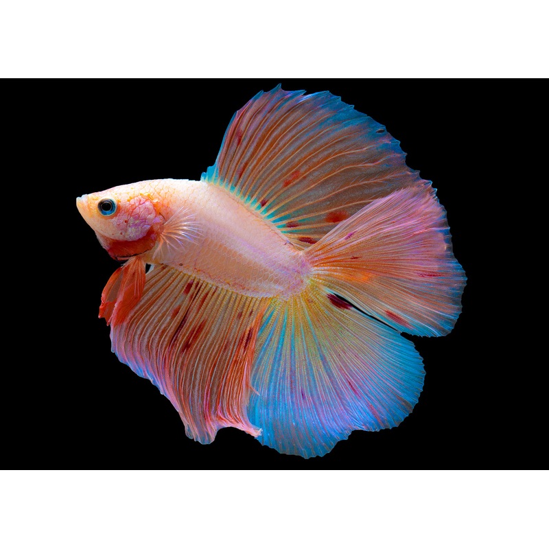 Male Double Tail Halfmoon Betta 5-6cm