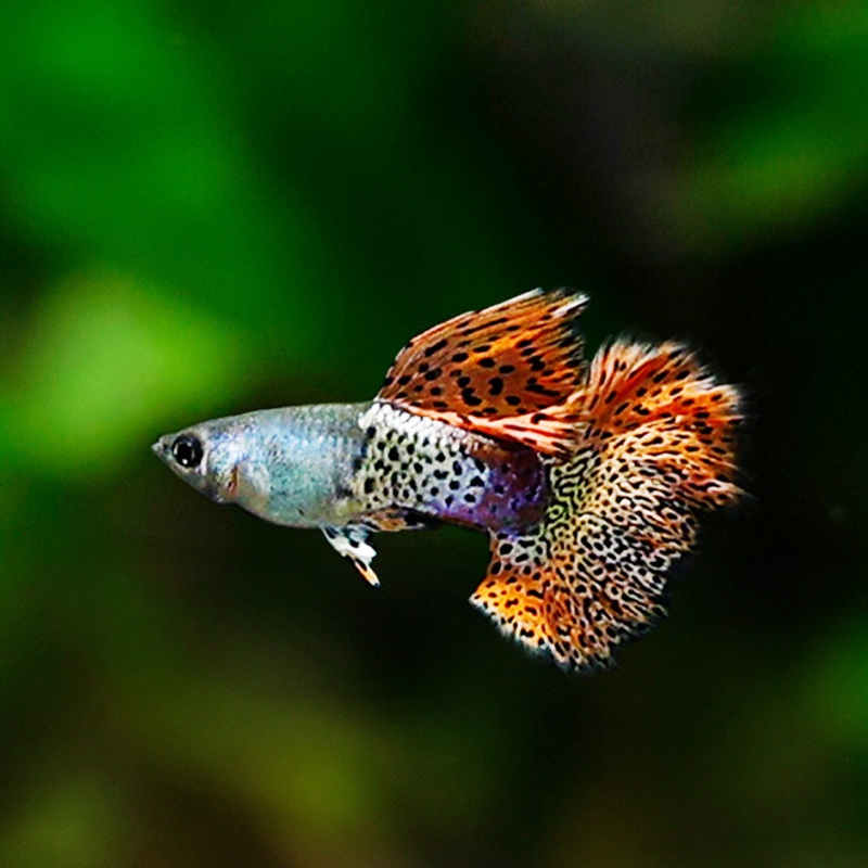 Metal Red Snakeskin Rosetail Guppy | Poecilia Reticulata Flip Bred Juvie (Unsexed)