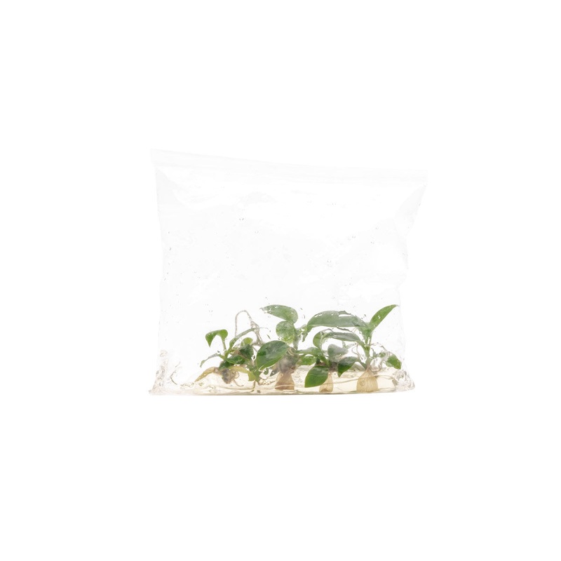 Philodendron Florida Beauty