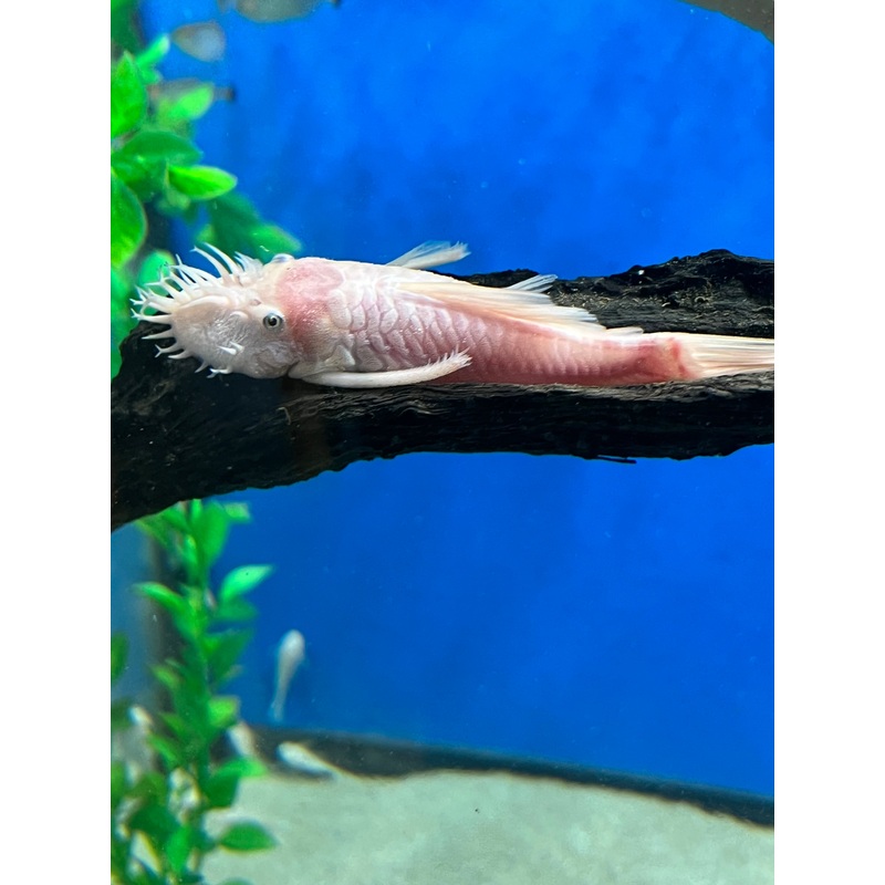 Snow White Bushynose 1-2″ Unsexed
