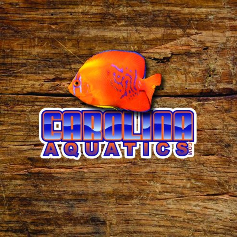 Goldfish – Ranchu Red Cap 2-2.5in