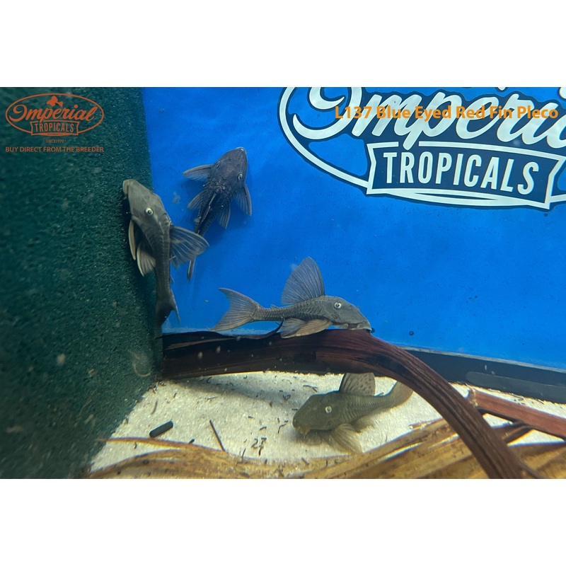 L137 Blue Eyed Red Fin Pleco 4-5″ Unsexed