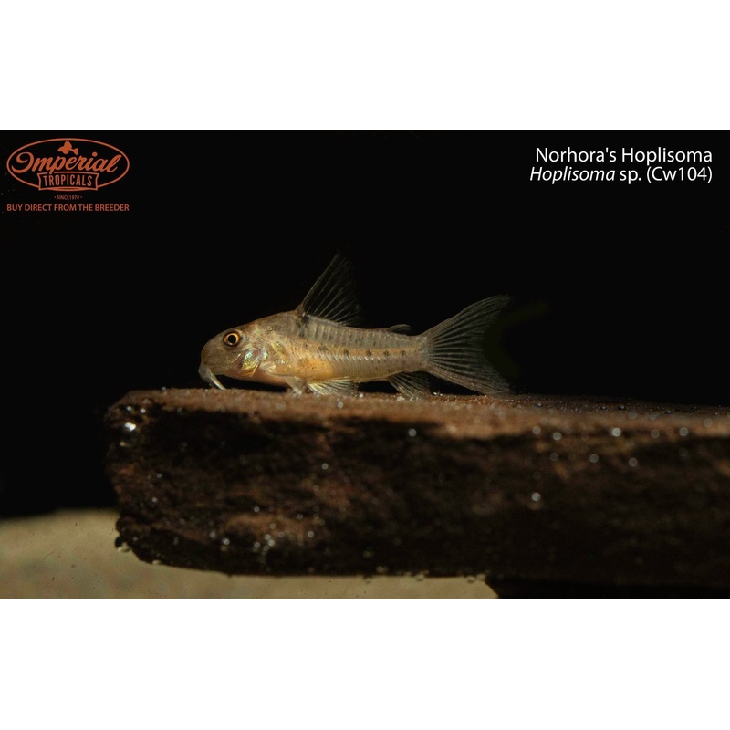 Norhora’s Hoplisoma 1-2″ Unsexed