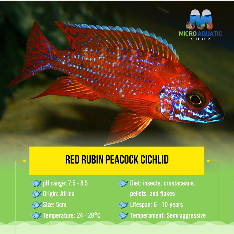 Red Rubin Peacock Cichlid 5cm 1 pc