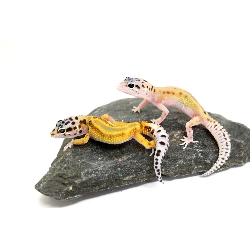 Red Stripe Leopard Gecko