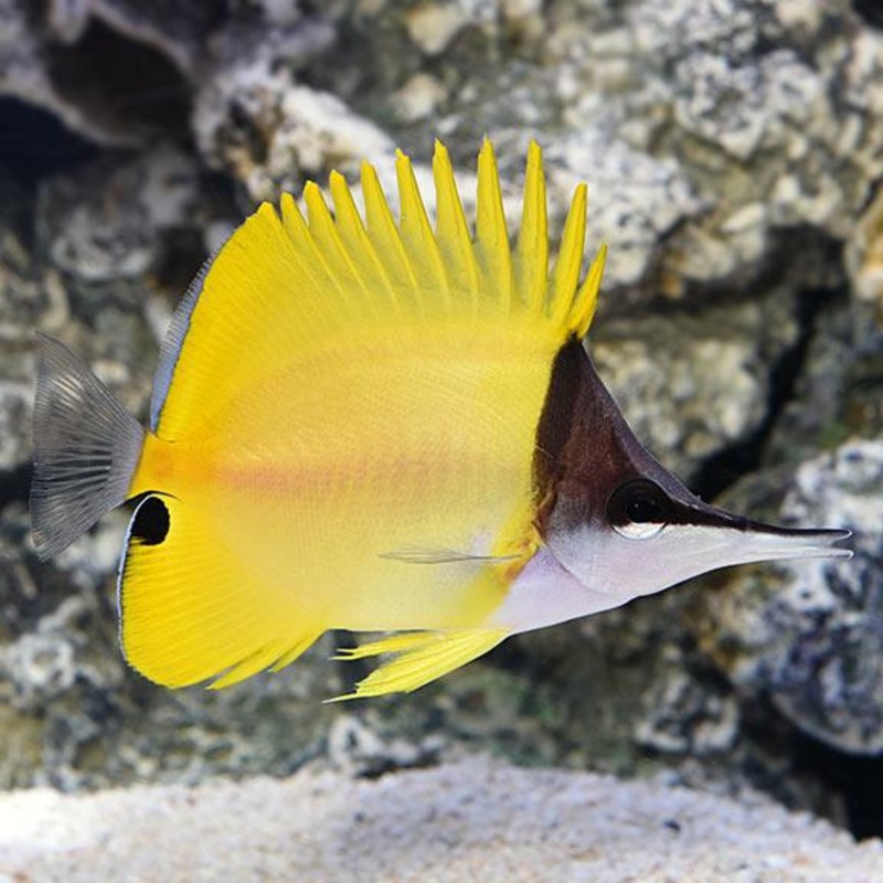 Yellow Longnose Butterfly