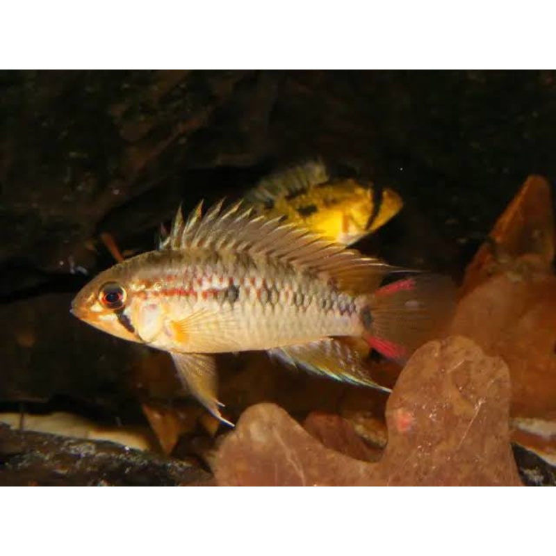 American Cichlid Apisto  Apistogramma Macmasteria Wild  – Rare 1 pair