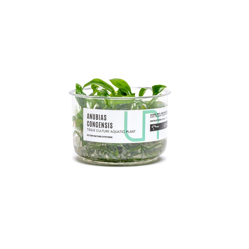 Anubias Congensis UNS Tissue Culture