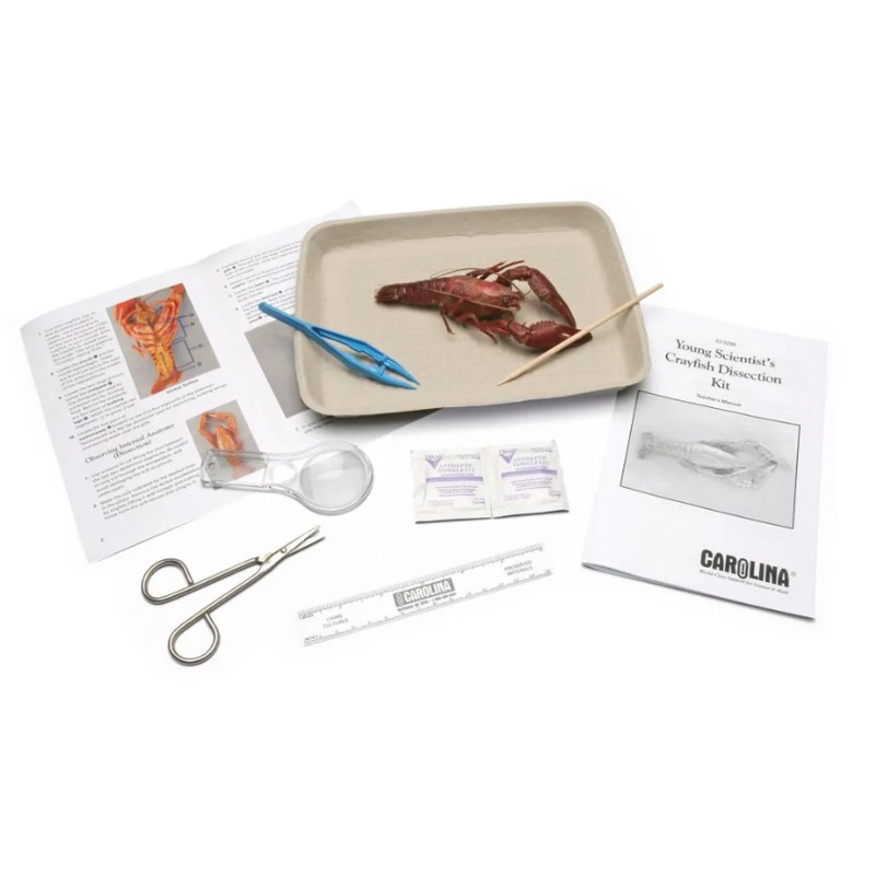 Crayfish Dissection Kit FDK-Crayfish: each