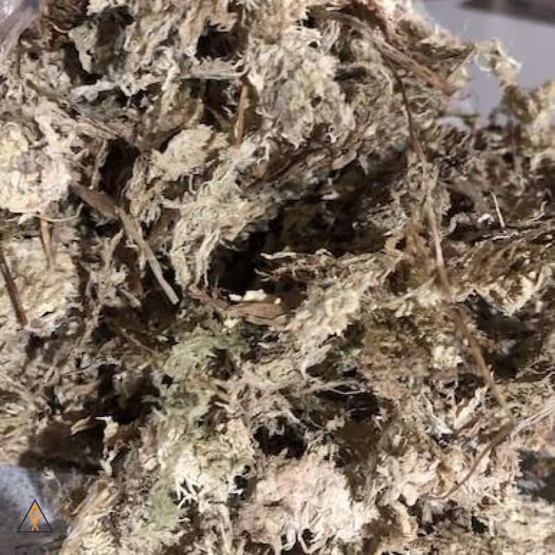 Sphagnum Moss – ALA Small (0.5 oz)