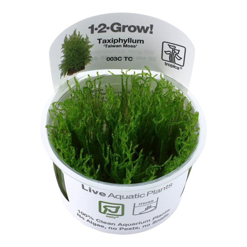 Taxiphllum Taiwan Moss – Tropica 1-2 Grow Tropica 1-2 Grow