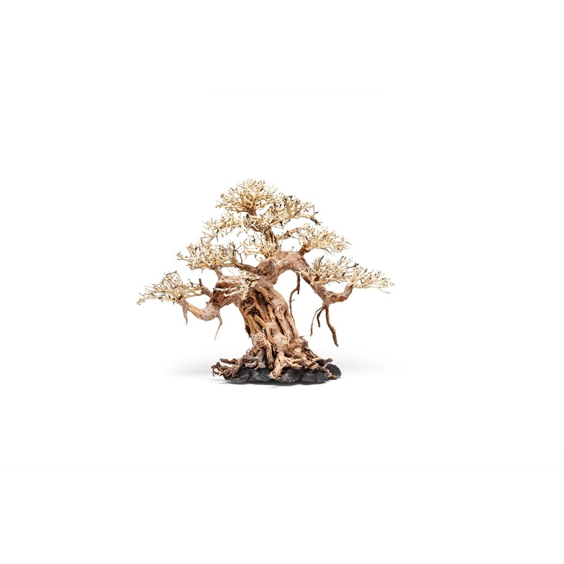 UNS Bonsai 015 AI015-S