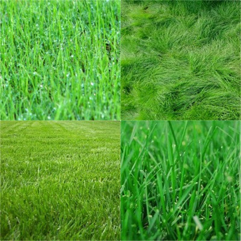 Vermont Conservation Grass Seed Mix 3 LB