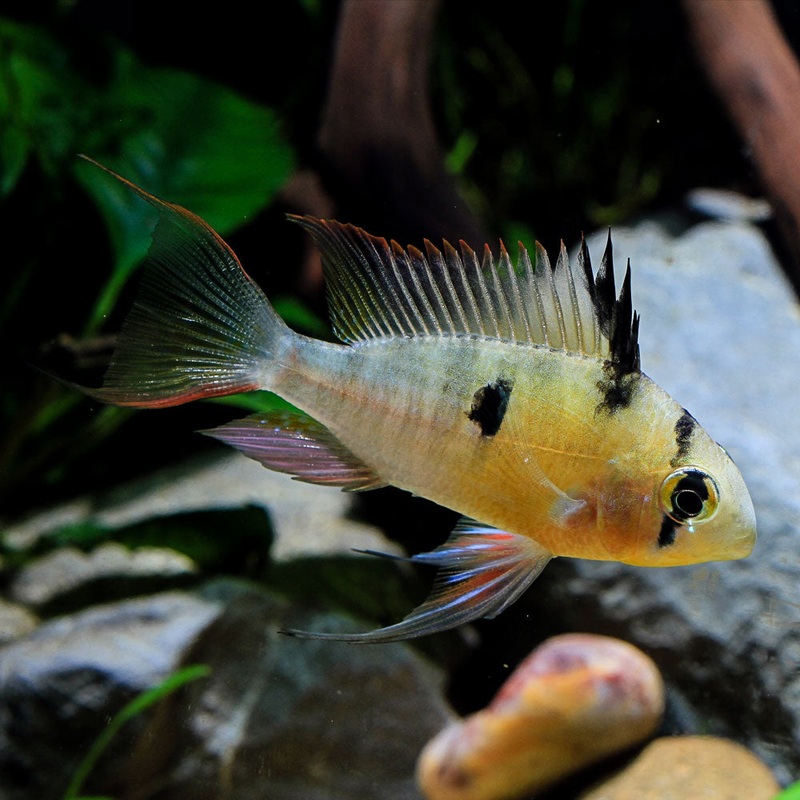 Bolivian Ram | Microgeophagus altispinosa Imported 1 Fish
