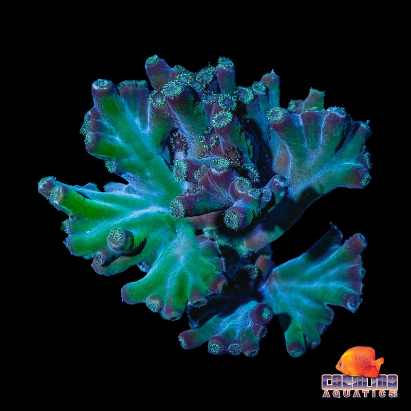 Frag – Turbinaria Heronensis Mini Colony