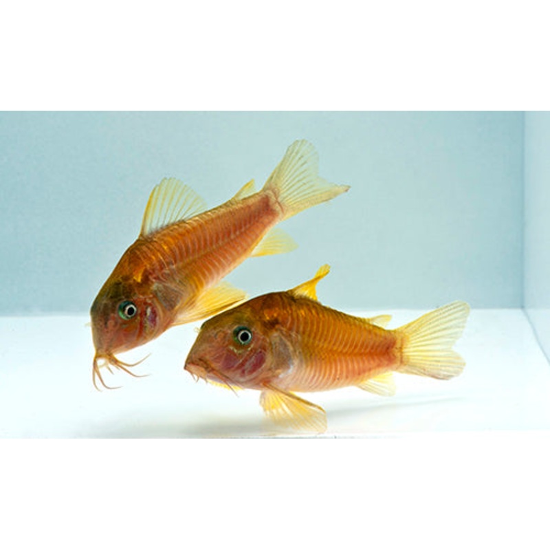 Green Aeneus Corydoras