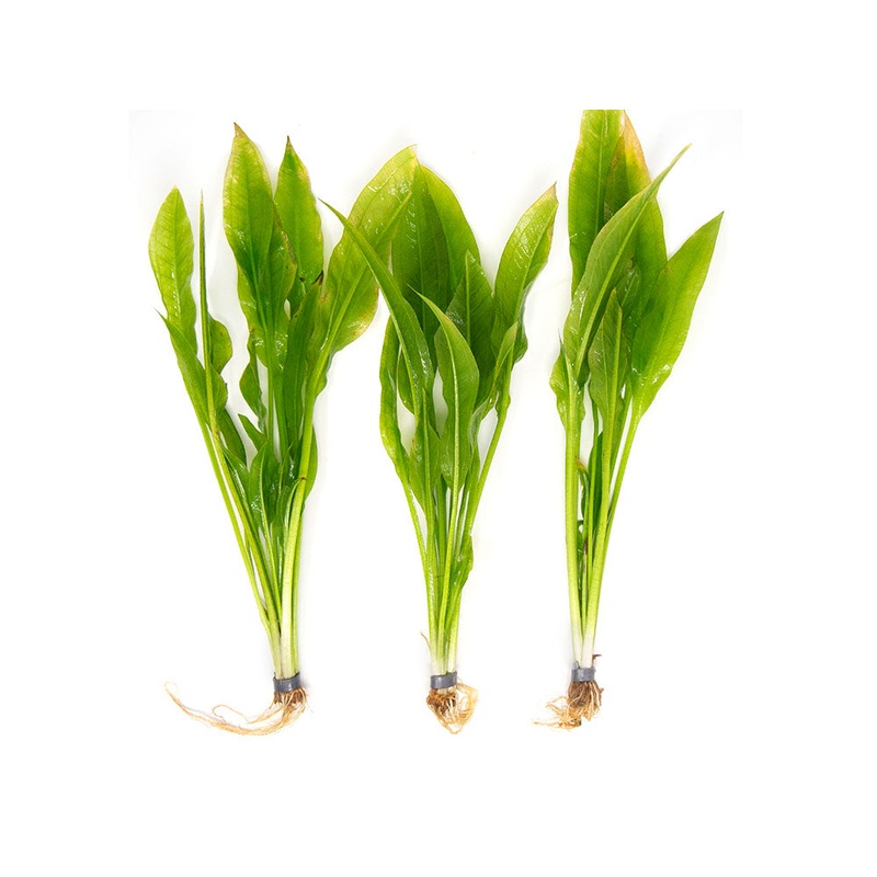 Amazon Sword Plant 1 Bareroot Plant