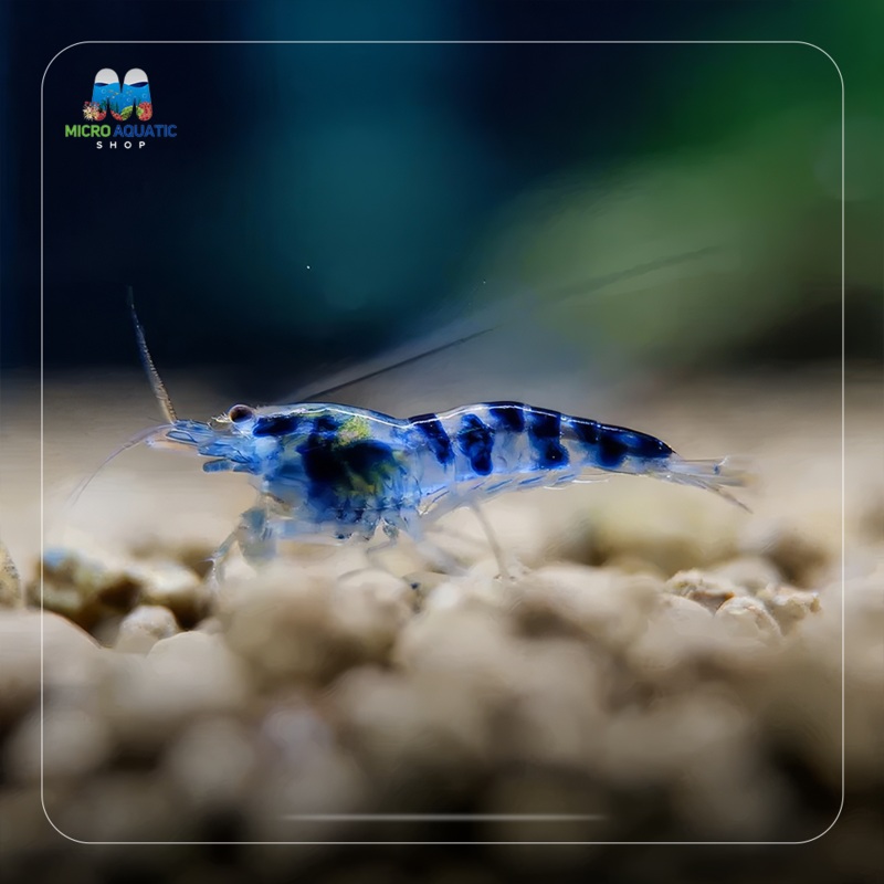 Blue Calceo – Blue Dragon Caridina Shrimp 1 juvies 1cm