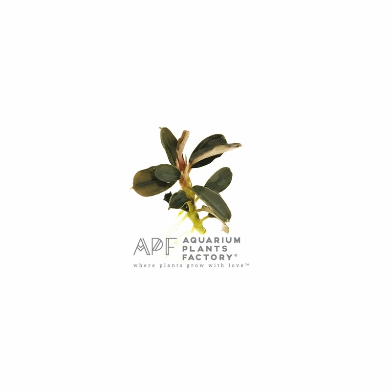Bucephalandra Brownie Ghost Mini Bare-root Plants
