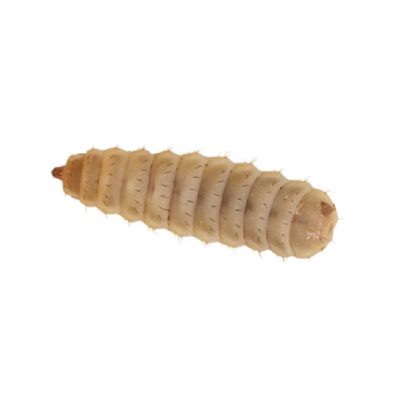 Calci-Worms Large