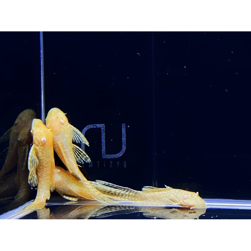Hi-Fin Albino Yellow Bristlenose Pleco (1.25″-2″)