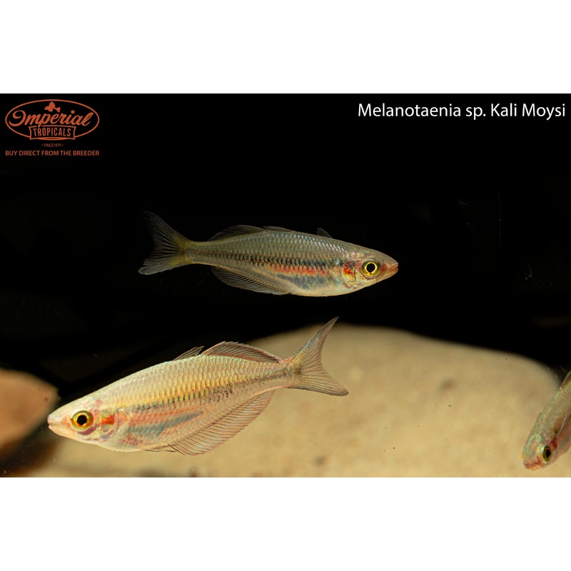 Kali Moysi Rainbowfish 1-2 Unsexed