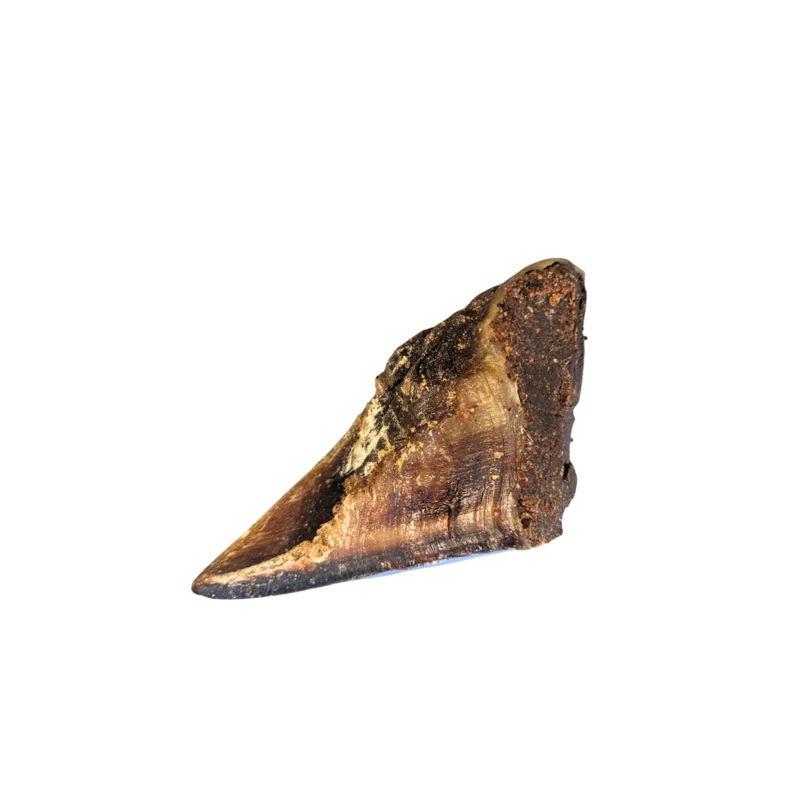 Meat Filled Hooves – Single