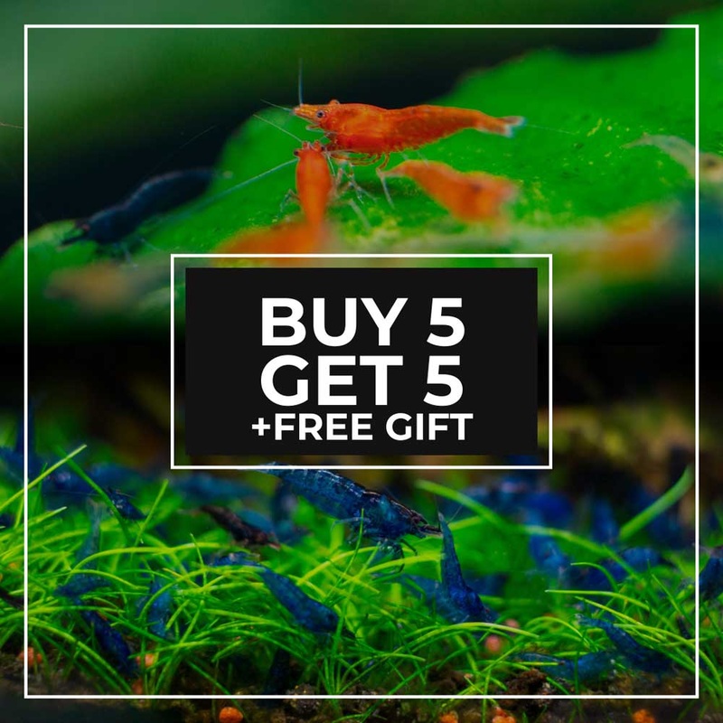 Neocaridina Shrimp Sale | Buy 5, Get 5 5+5 Black Rose Northfin Food Sampler (3-4 Types)
