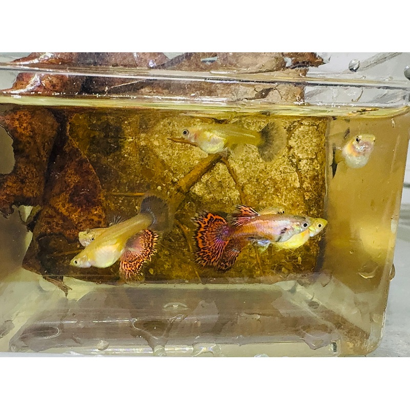 Rare – Florentino Magenta Guppy 1 pair ( 1 male 1 Female )