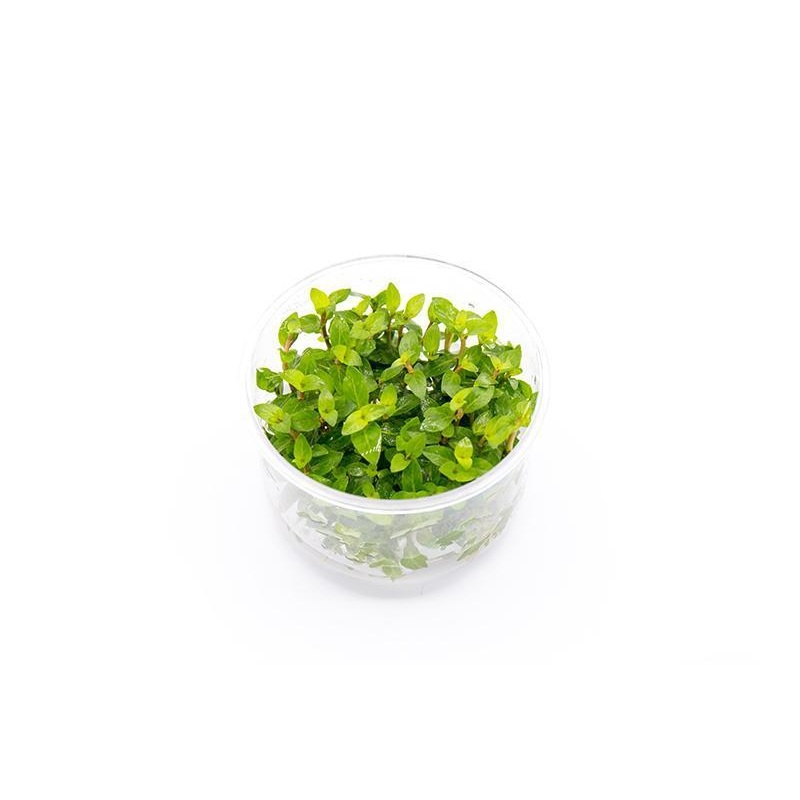 Staurogyne Repens UNS Tissue Culture