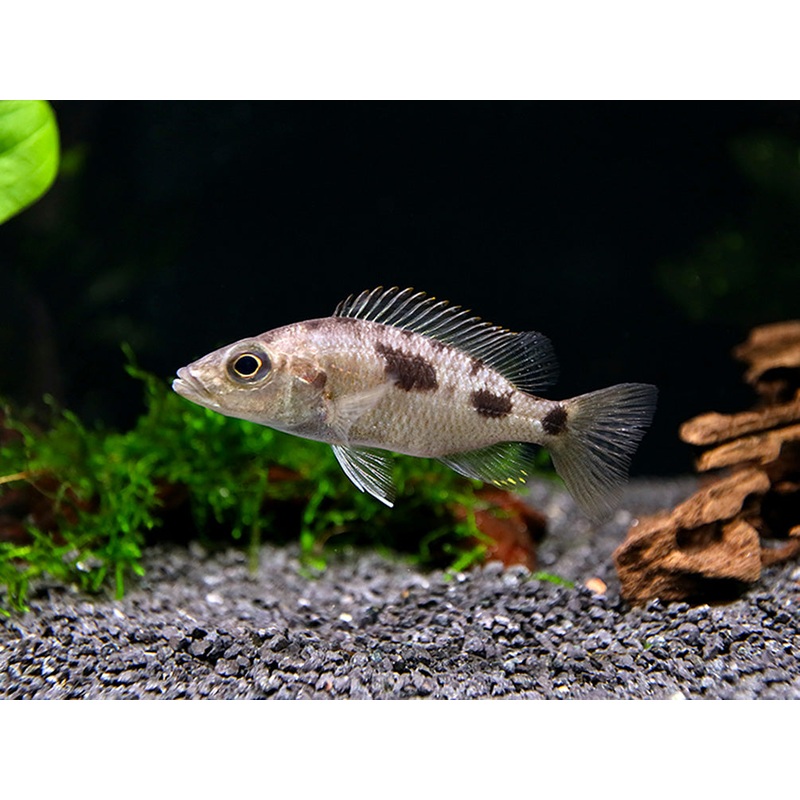 Stigmatochromis melanchros Cichlid  Locally Bred 1 Unsexed Juv.