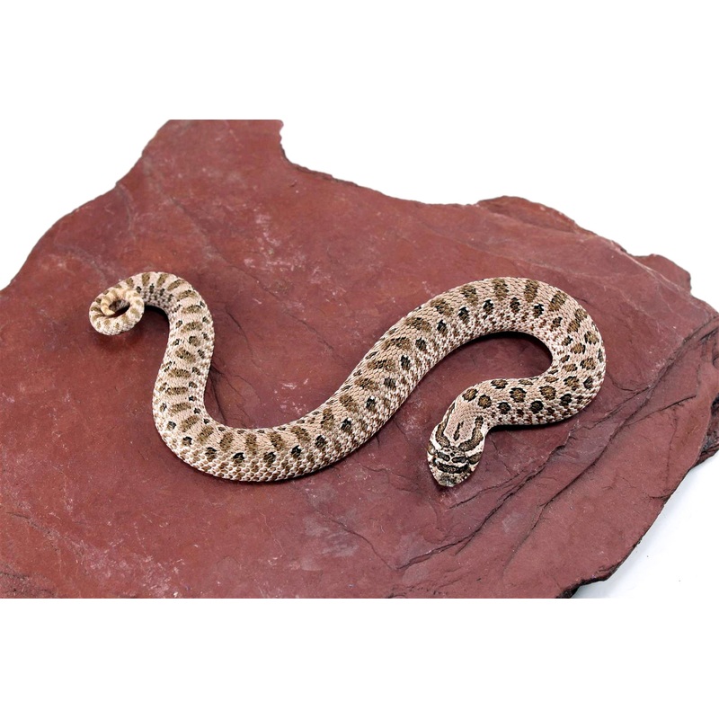 Water Melon Arctic Western Hognose Snake