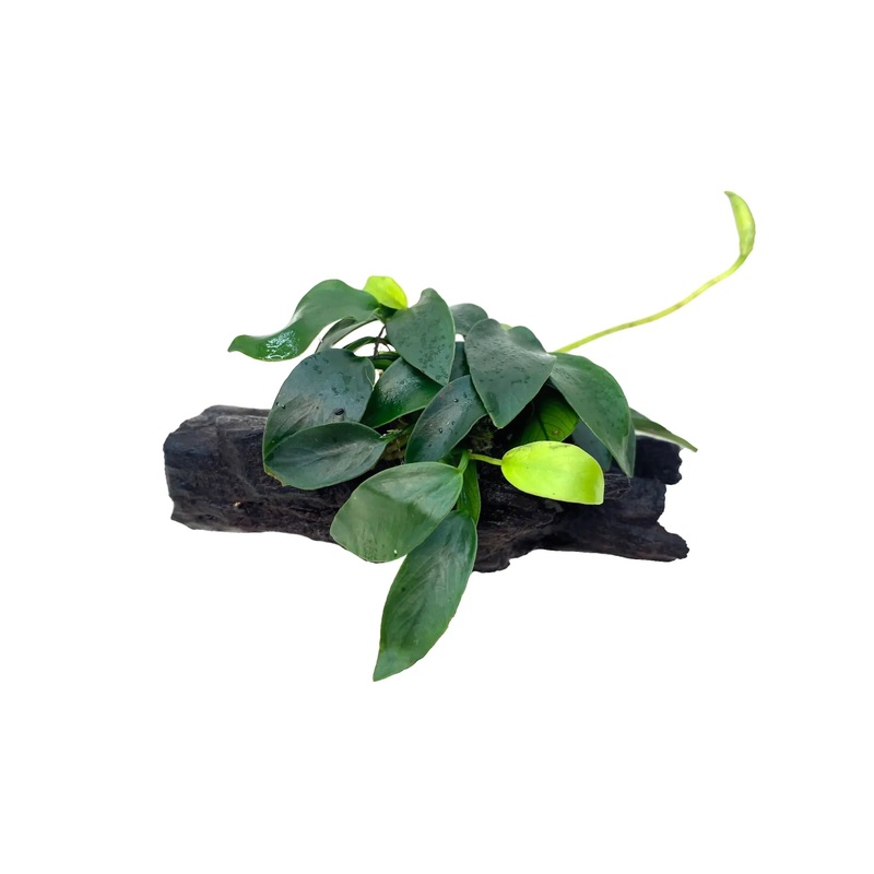 Anubias bonsai on driftwood – Mini
