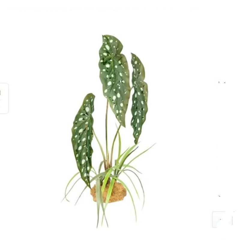 Komodo Plastic Terrarium Plant – White Spot Begonia