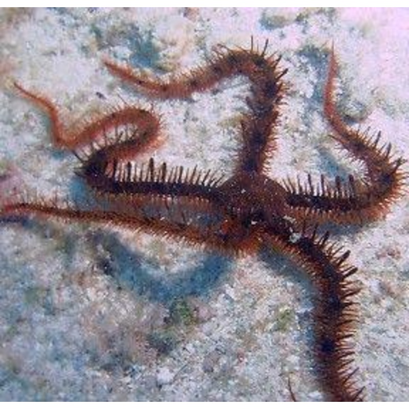Red Brittle Star