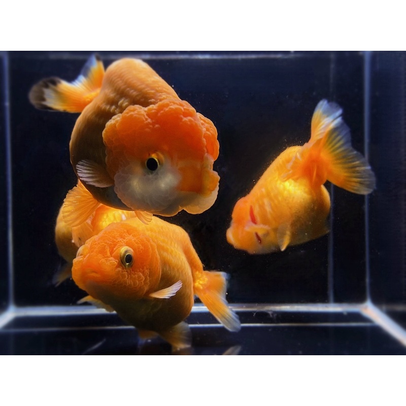 Red Ranchu Goldfish – 3″